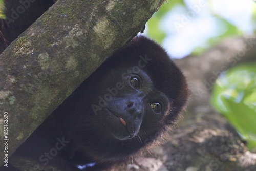 Howler Monkey Hanging off a Tree photo