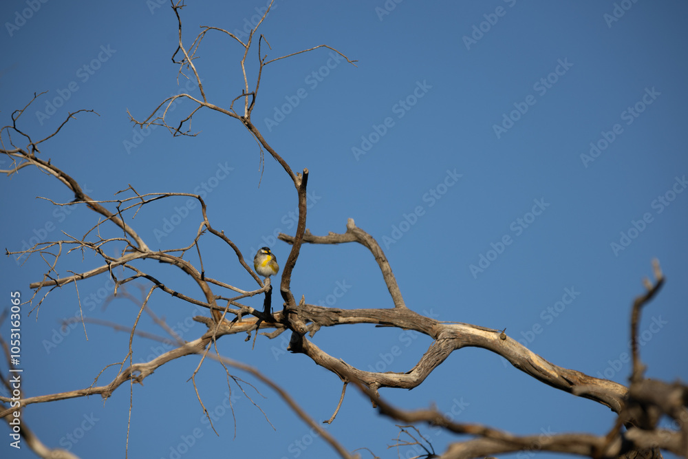 Small pardalote bird perched on a bare branch against a blue sky Small pardalote bird perched on a bare branch against a blue sky