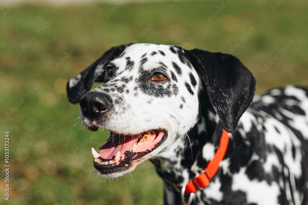 black and white slim and muscular spotted Dalmatian dog in red collar sitting in park with green grass outdoors in hot sunny summer day, dogwalking concept black and white slim and muscular spotted Dalmatian dog in red collar sitting in park with green grass outdoors in hot sunny summer day, dogwalking concept