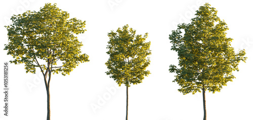Fototapeta Naklejka Na Ścianę i Meble -  Sycamore platanus maple street trees in golden hour sunset lighting isolated png on a transparent background premium cutout