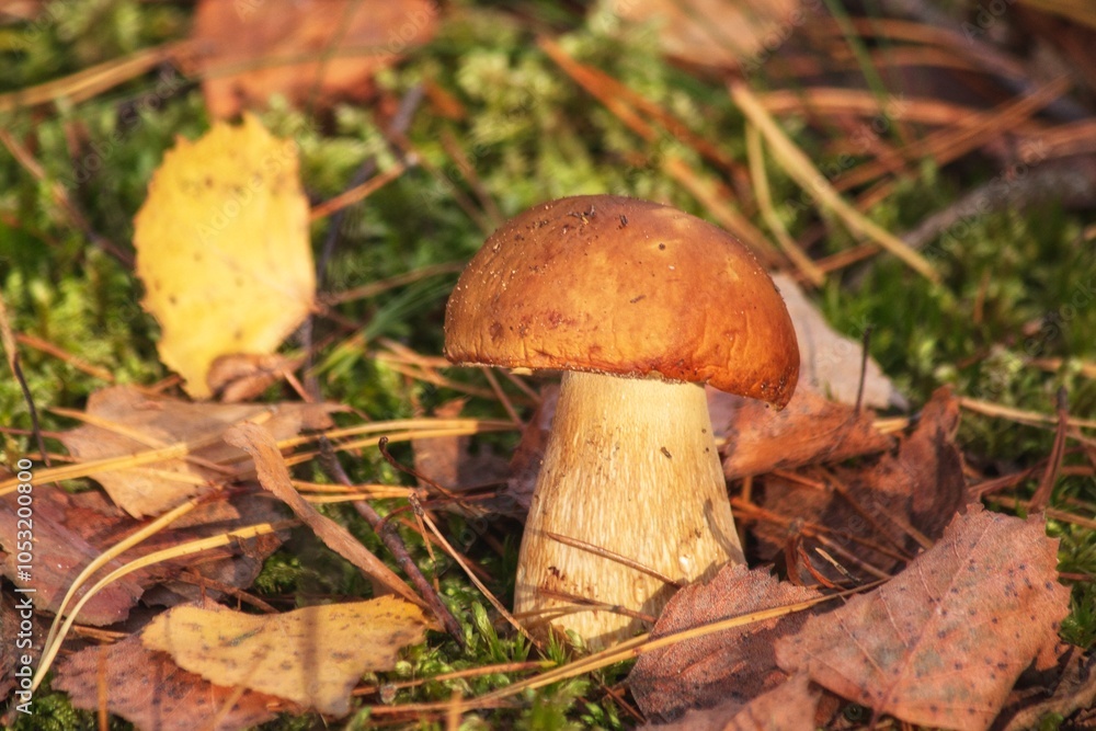 Fototapeta premium Boletus edulis in autumn forest closeup