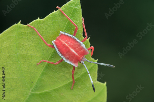 Shield bug Pycanum rubens (nymph) on green leaves photo