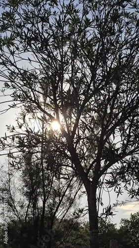 High-definition vertical video footage of a sunset behind a tree in the French countryside