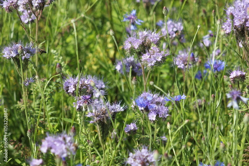 Picture of Early Bloomer