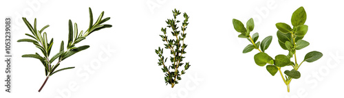 Sprigs of Thyme, Rosemary, and Oregano on A. Isolated on a Transparent Background. Cutout PNG.