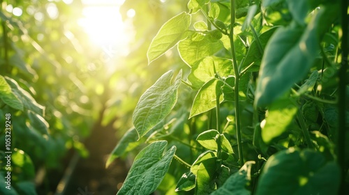 Green beans climbing up trellises in a modern greenhouse, where precise irrigation fosters their healthy growth. photo