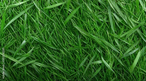 Lush green grass texture for nature and landscape photography