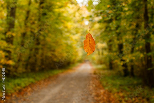 Shallow focus on a leaf with a defocused background photo