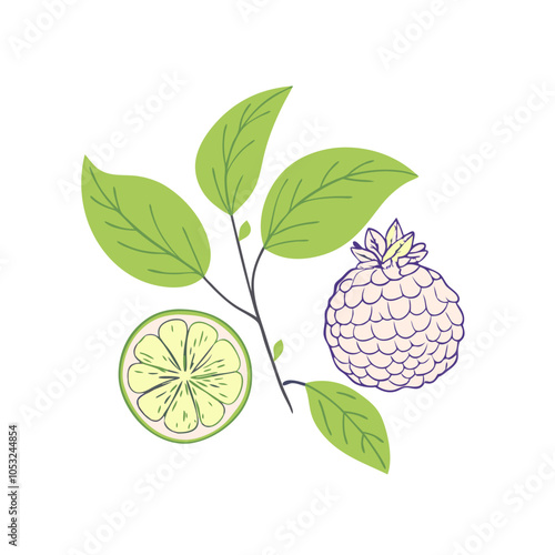 Colorful representation of bergamot herb montarda with leaves, citrus slice 