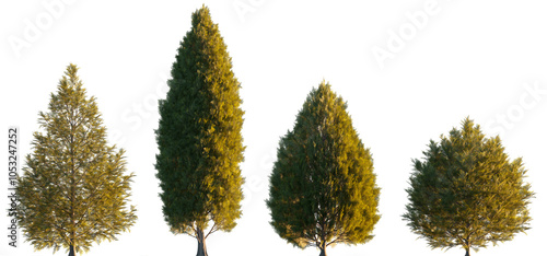 Thuja occidentalis frontal set Smaragd evergreen emerald green American Arbovitae bush shrub isolated png on a transparent background perfectly cutout sunset light photo