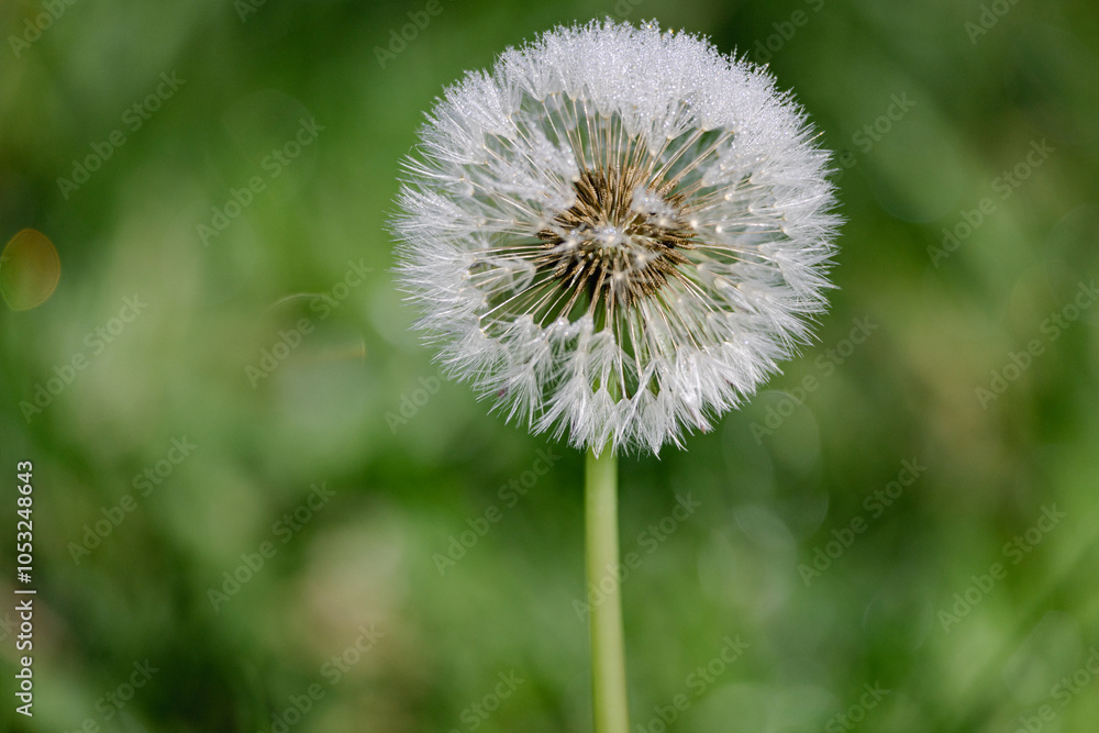 wet dandelion in the grass, soft green background with white flower, raindrops on dandelion wet dandelion in the grass, soft green background with white flower, raindrops on dandelion