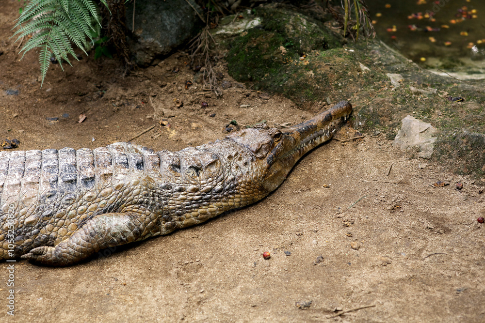 False Gharial (Tomistoma schlegelii), unique large crocodile from Southeast Asian fresh waters, swamps and rivers. False Gharial (Tomistoma schlegelii), unique large crocodile from Southeast Asian fresh waters, swamps and rivers.