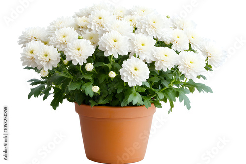 Yellow chrysanthemum in a pot isolated on white background. 