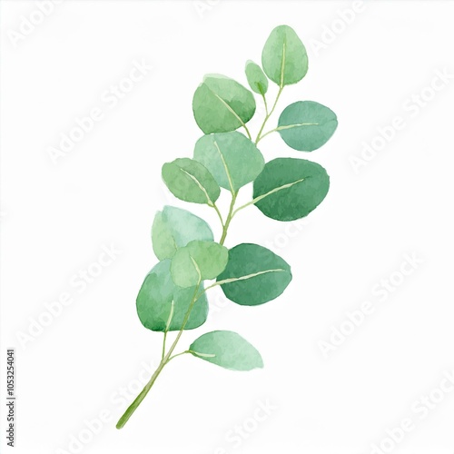 green eucalyptus branch watercolor illustration isolated