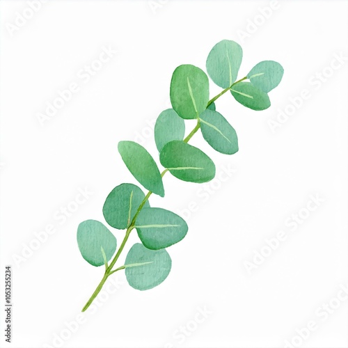 green eucalyptus branch watercolor illustration isolated