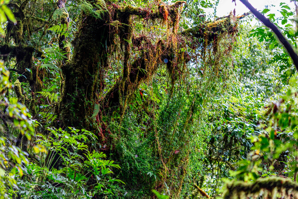 Fototapeta premium The natural background of the mountain atmosphere, green rice fields and many kinds of plants surrounding, rainbow and a walkway to see the completeness of the ecosystem.