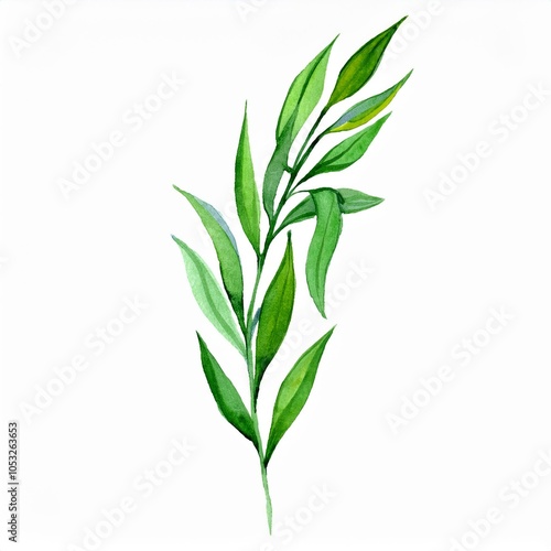 Watercolor long green botanical leaves branch isolated