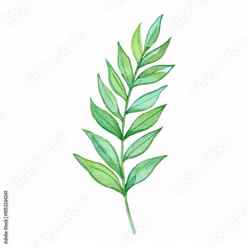 Watercolor long green botanical leaves branch isolated