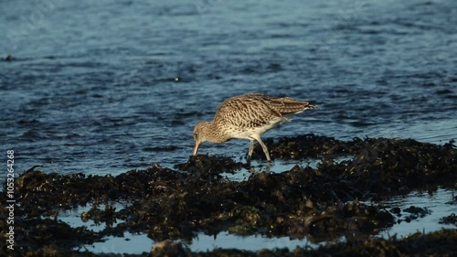 A beautiful Curlew, Numenius arquata, feeding along the shoreline. It has just caught a crab and is about to eat it.