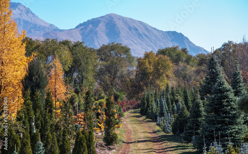 Vibrant autumn colors adorn a tree nursery in a valley, with rows of green conifers and golden larches, set against the backdrop of a gentle mountain under a clear blue sky