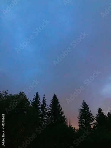 Pine trees at dusk