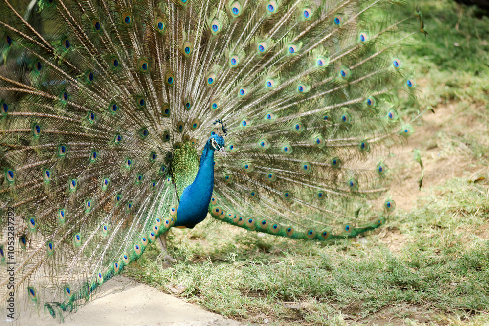 Obraz premium A peacock (pavo cristalus) showing its exquisite and vibrant plumage with detailed eye spots, highlighting the bird's natural beauty
