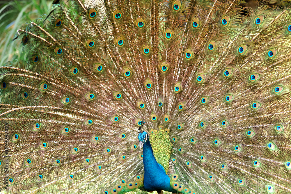 Naklejka premium A peacock (pavo cristalus) showing its exquisite and vibrant plumage with detailed eye spots, highlighting the bird's natural beauty