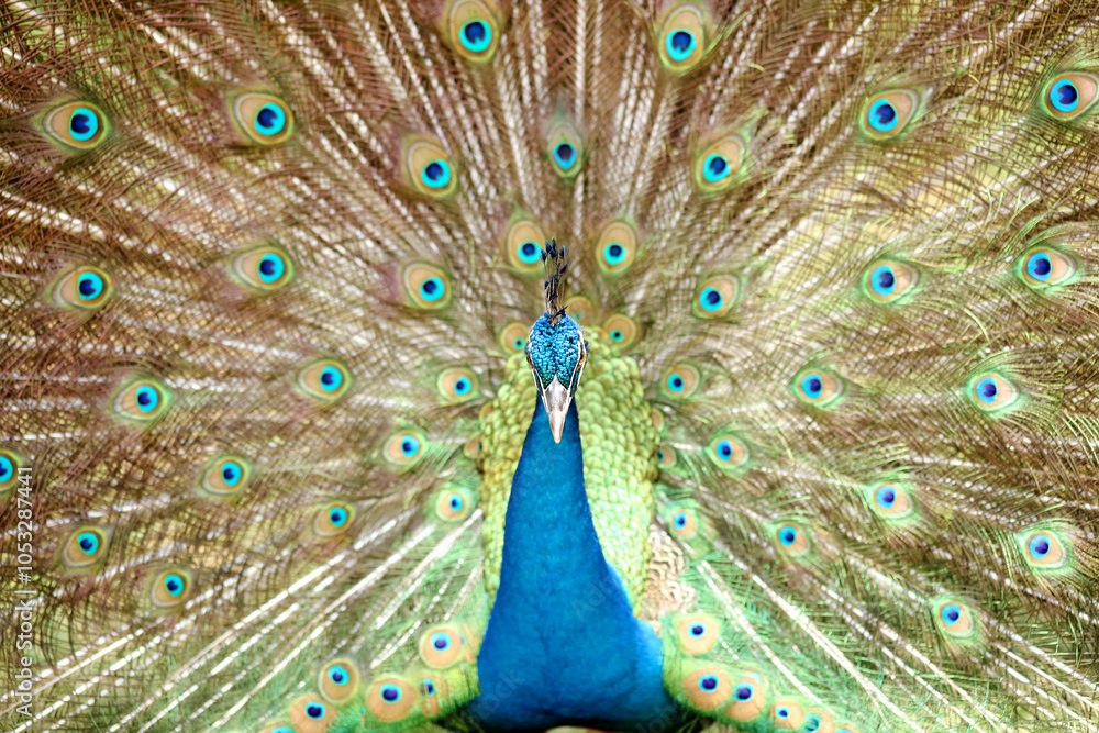 Fototapeta premium A peacock (pavo cristalus) showing its exquisite and vibrant plumage with detailed eye spots, highlighting the bird's natural beauty