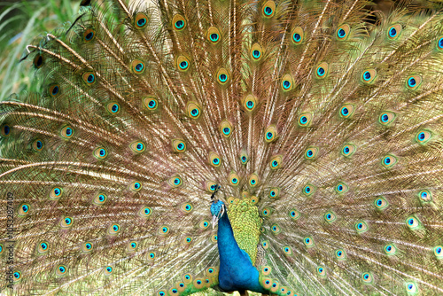 A peacock (pavo cristalus) showing its exquisite and vibrant plumage with detailed eye spots, highlighting the bird's natural beauty photo