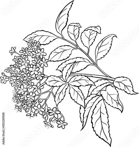 Elderberry Branch with Berries and Leaves Outline Illustration. Organic natural nutritional healthy food ingredient, vegetarian diet product. 