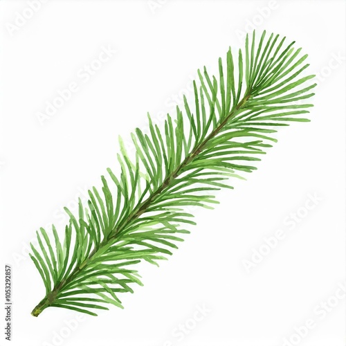 Watercolor long green pine branch isolated