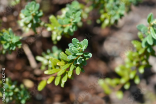 Dwarf purple rhododendron leaves photo