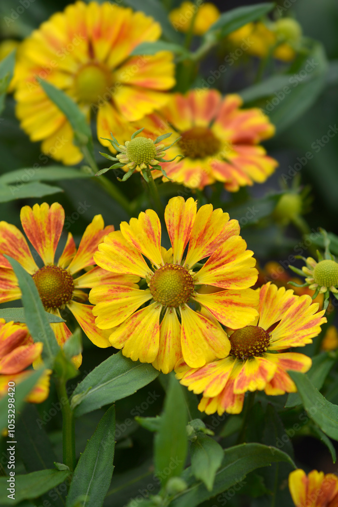 Sneezeweed HayDay Red Bicolor flowers flowers Sneezeweed HayDay Red Bicolor flowers flowers