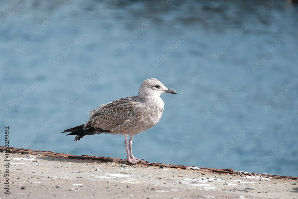 Jeune goéland . Jeune goéland .
