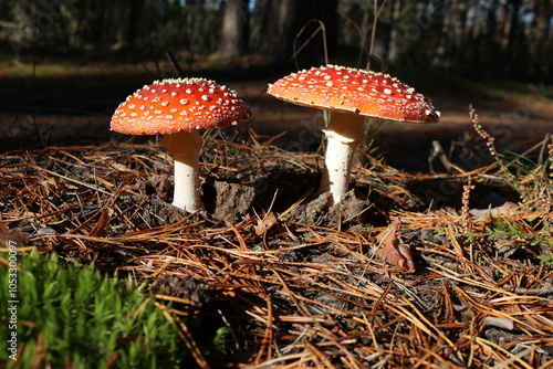 amanita muscaria fly agaric