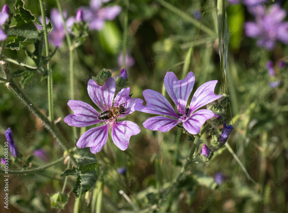 Hibiscus flower and a honey bee perched on it. Common mallow wild plant. Hibiscus flower and a honey bee perched on it. Common mallow wild plant.