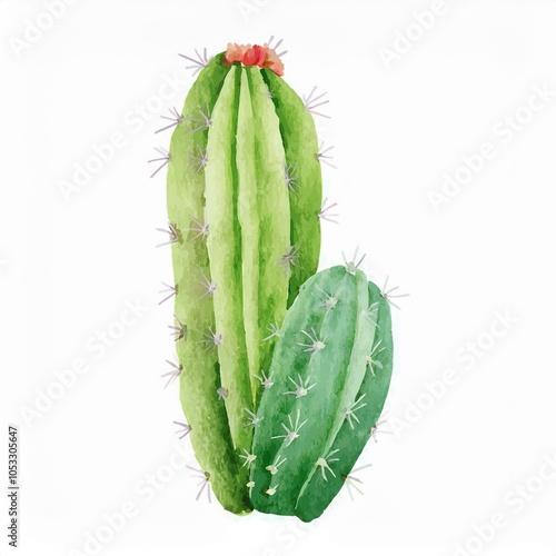 Watercolor cacti plant cactus isolated