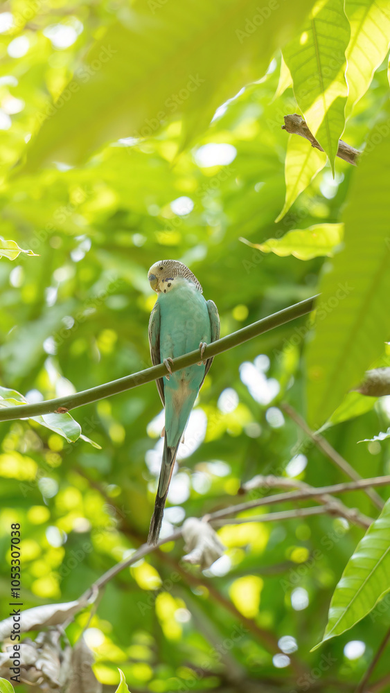 Obraz premium Blue Parakeets bird perch on trees.