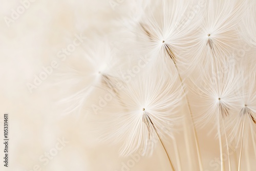 Fototapeta Naklejka Na Ścianę i Meble -  Delicate Dandelion Seeds