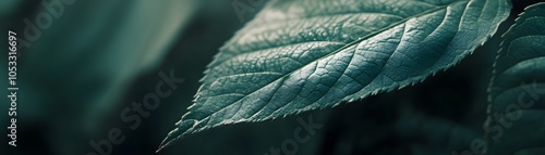 A Close-Up of a Single Leaf with Detailed Veins photo