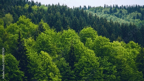 Green trees in the forest isolated on white background