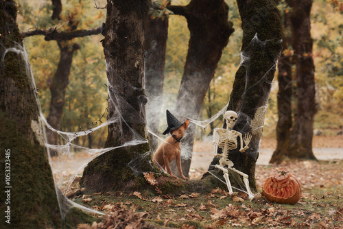 An American Hairless Terrier sits wearing a witch hat next to a carved pumpkin in a spooky forest. The Halloween decorations create a festive, eerie atmosphere. photo