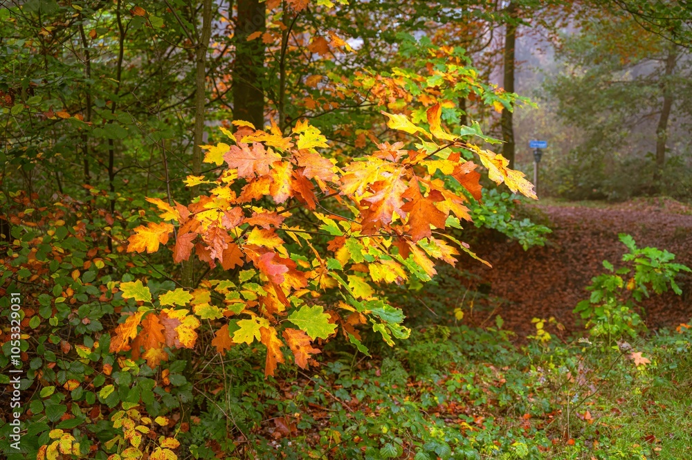 Vibrant autumn leaves in a forest Vibrant autumn leaves in a forest