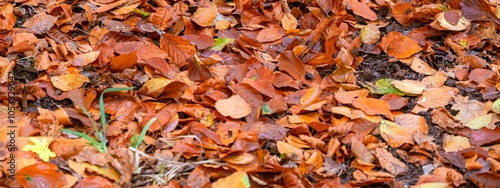 Vibrant autumn leaves on the ground photo