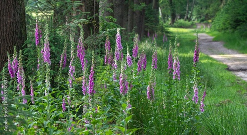 Fotografie Purple foxglove flowers in forest