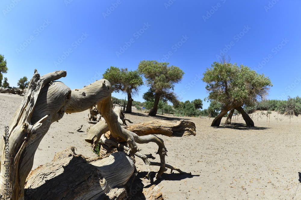 Populus euphratica trees in the desert Populus euphratica trees in the desert