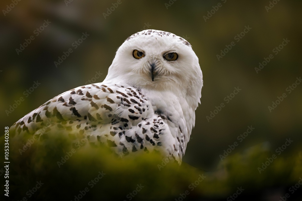 Obraz premium Close-up of a Snowy Owl in Nature