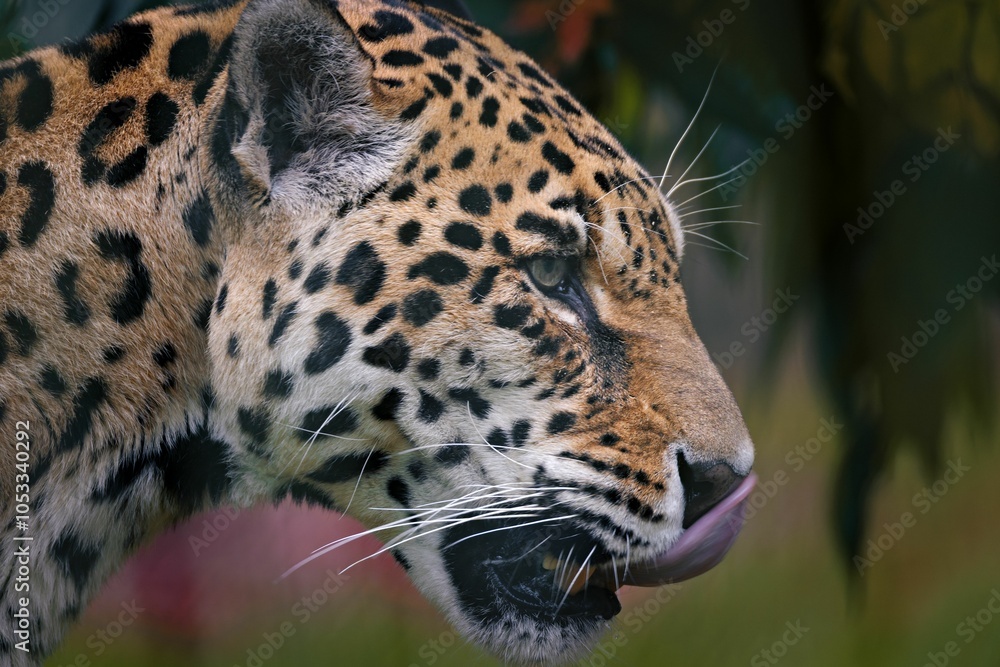 Obraz premium Jaguar in Profile with Spotted Coat