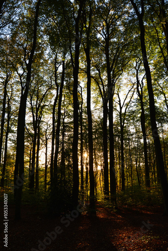 Sun through the trees