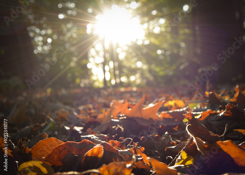 autumn in the forest